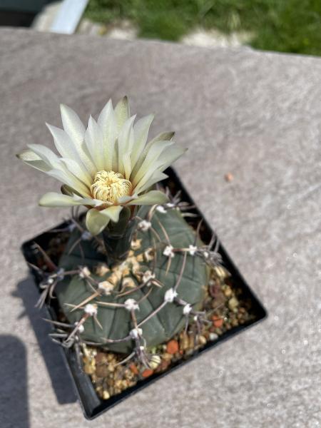 Gymnocalycium ochoterenae